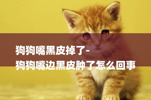 狗狗嘴黑皮掉了-
狗狗嘴邊黑皮腫了怎么回事