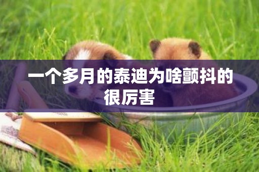 一個多月的泰迪為啥顫抖的很厲害
