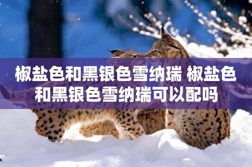 椒鹽色和黑銀色雪納瑞 椒鹽色和黑銀色雪納瑞可以配嗎