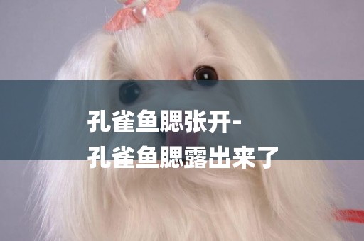 孔雀魚腮張開-
孔雀魚腮露出來了