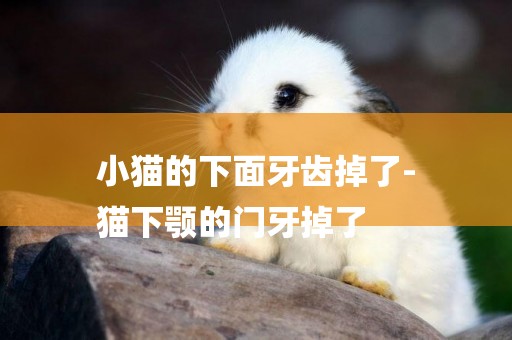 小貓的下面牙齒掉了-
貓下顎的門牙掉了