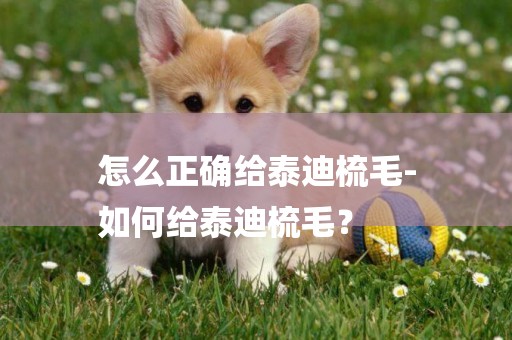 怎么正確給泰迪梳毛-
如何給泰迪梳毛？