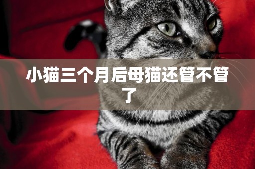 小貓三個月后母貓還管不管了