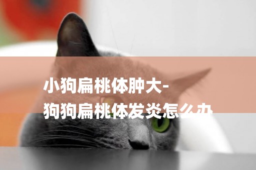 小狗扁桃體腫大-
狗狗扁桃體發炎怎么辦