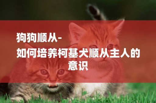 狗狗順從-
如何培養柯基犬順從主人的意識