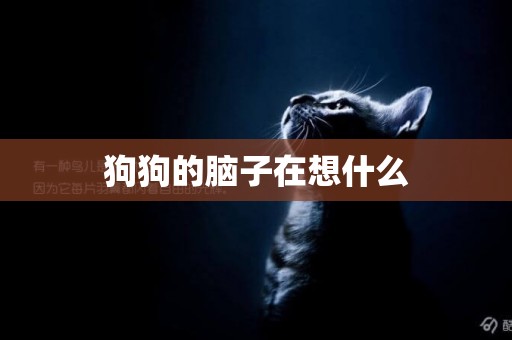 狗狗的腦子在想什么