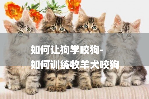 如何讓狗學咬狗-
如何訓練牧羊犬咬狗