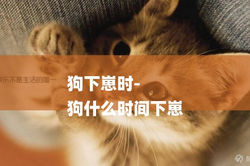 狗下崽時-
狗什么時間下崽