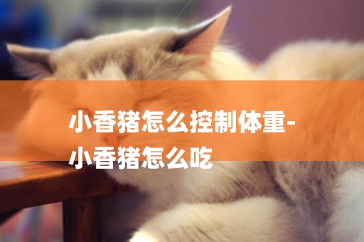小香豬怎么控制體重-
小香豬怎么吃