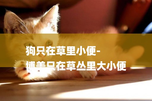 狗只在草里小便-
博美只在草叢里大小便