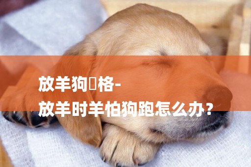 放羊狗價格-
放羊時羊怕狗跑怎么辦？