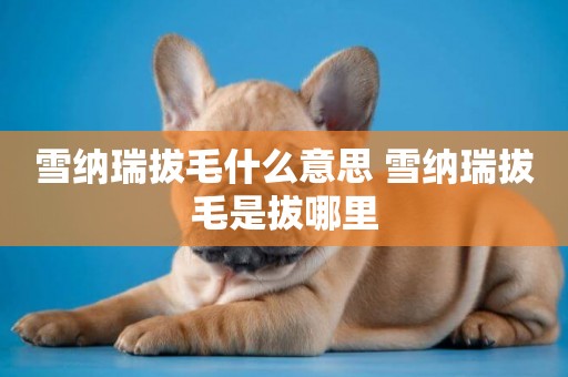 雪納瑞拔毛什么意思 雪納瑞拔毛是拔哪里