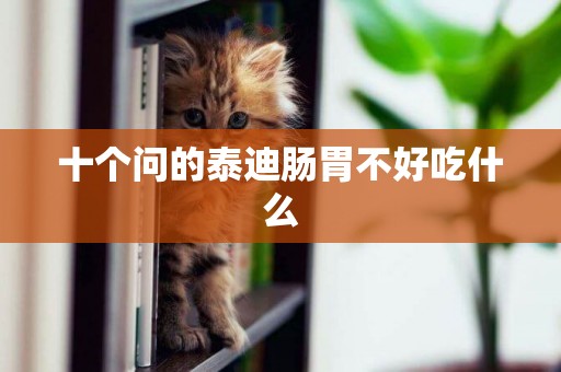 十個問的泰迪腸胃不好吃什么