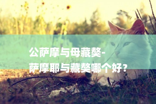 公薩摩與母藏獒-
薩摩耶與藏獒哪個好？