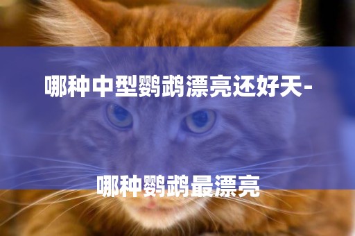 哪種中型鸚鵡漂亮還好天-
哪種鸚鵡最漂亮