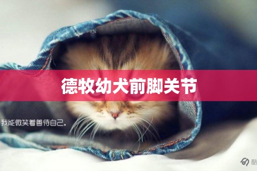 德牧幼犬前腳關節