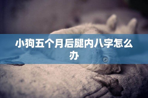 小狗五個月后腿內八字怎么辦
