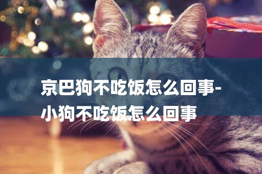京巴狗不吃飯怎么回事-
小狗不吃飯怎么回事