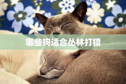 哪些狗適合叢林打獵