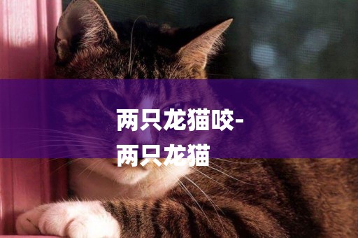 兩只龍貓咬-
兩只龍貓