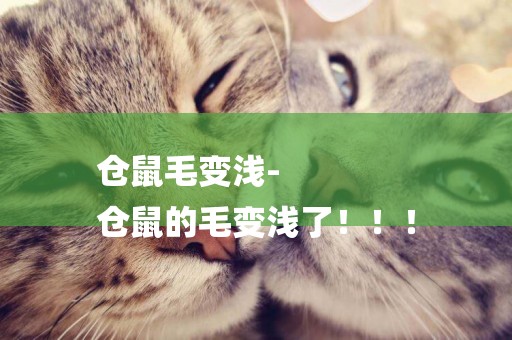 倉鼠毛變淺-
倉鼠的毛變淺了！！！