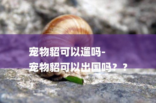 寵物貂可以遛嗎-
寵物貂可以出國嗎？？