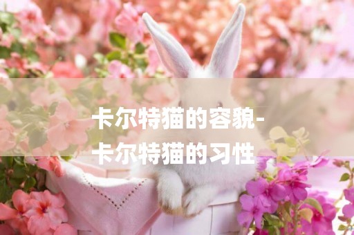 卡爾特貓的容貌-
卡爾特貓的習性