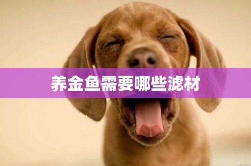 養金魚需要哪些濾材