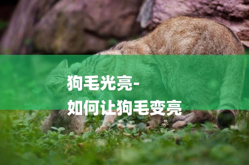 狗毛光亮-
如何讓狗毛變亮