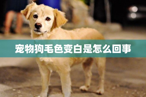 寵物狗毛色變白是怎么回事