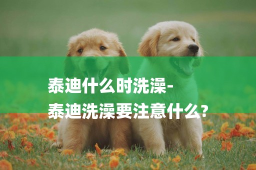 泰迪什么時洗澡-
泰迪洗澡要注意什么?