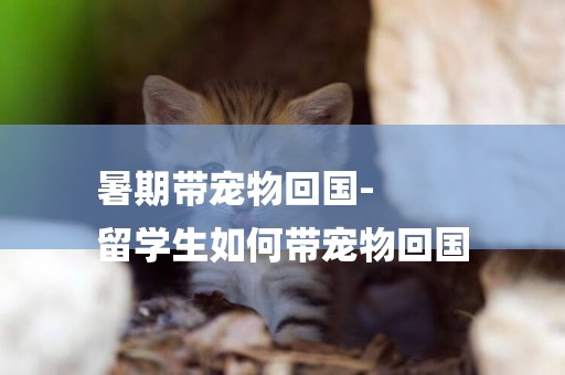 暑期帶寵物回國-
留學生如何帶寵物回國