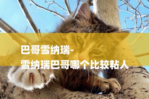 巴哥雪納瑞-
雪納瑞巴哥哪個比較粘人