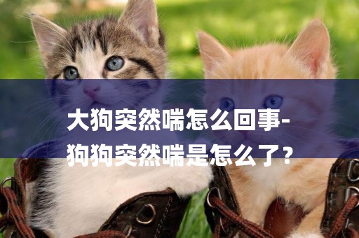 大狗突然喘怎么回事-
狗狗突然喘是怎么了？