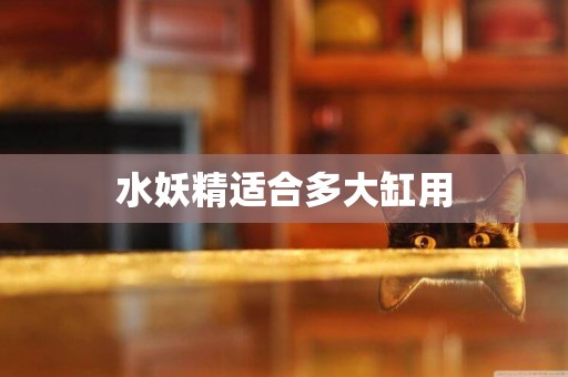 水妖精適合多大缸用