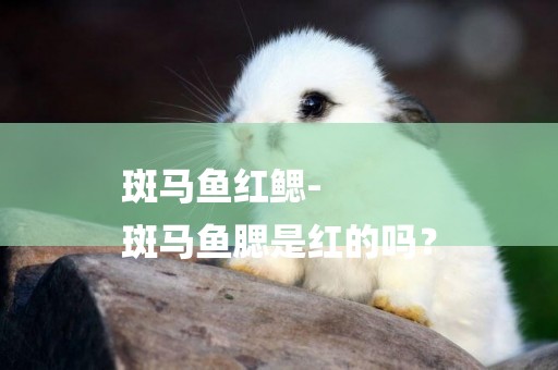斑馬魚紅鰓-
斑馬魚腮是紅的嗎？