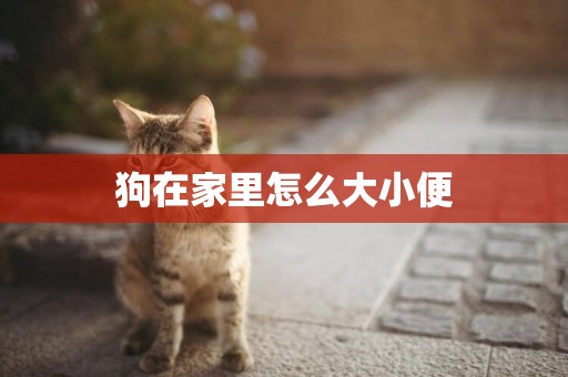 狗在家里怎么大小便