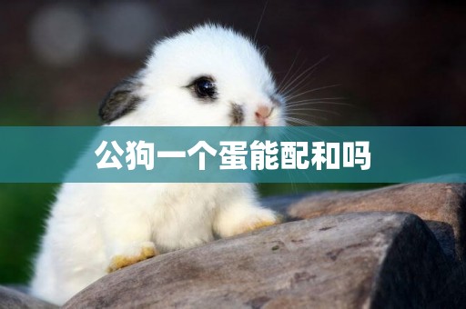 公狗一個蛋能配和嗎