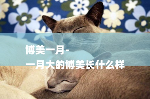 博美一月-
一月大的博美長什么樣