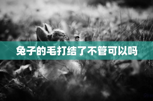兔子的毛打結了不管可以嗎