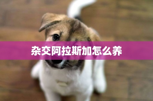 雜交阿拉斯加怎么養
