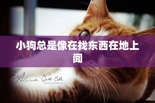 小狗總是像在找東西在地上聞