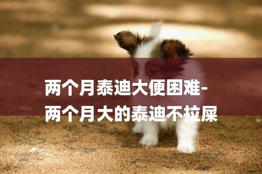 兩個月泰迪大便困難-
兩個月大的泰迪不拉屎