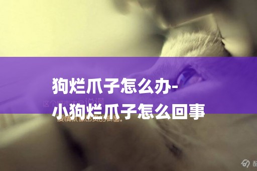 狗爛爪子怎么辦-
小狗爛爪子怎么回事