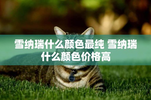 雪納瑞什么顏色最純 雪納瑞什么顏色價格高