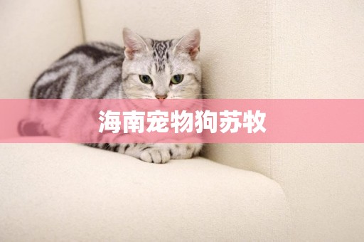 海南寵物狗蘇牧