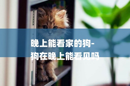 晚上能看家的狗-
狗在晚上能看見嗎