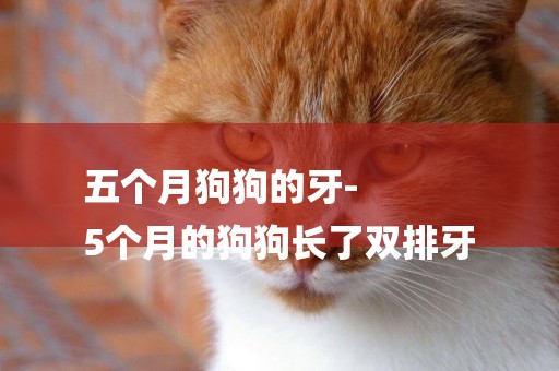 五個月狗狗的牙-
5個月的狗狗長了雙排牙