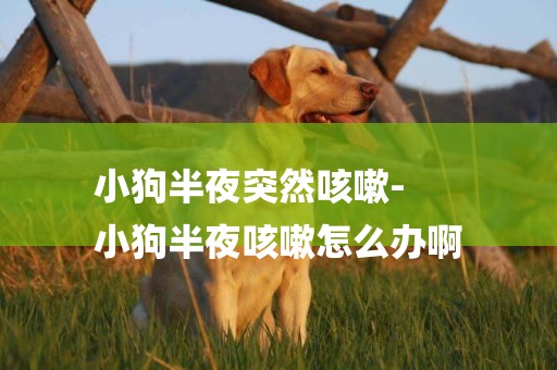 小狗半夜突然咳嗽-
小狗半夜咳嗽怎么辦啊