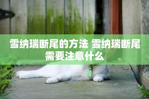 雪納瑞斷尾的方法 雪納瑞斷尾需要注意什么